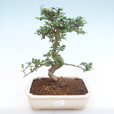 Kryty bonsai - Carmona macrophylla - Tea fuki PB220156 - 1