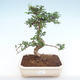 Kryty bonsai - Carmona macrophylla - Tea fuki PB220156 - 1/5