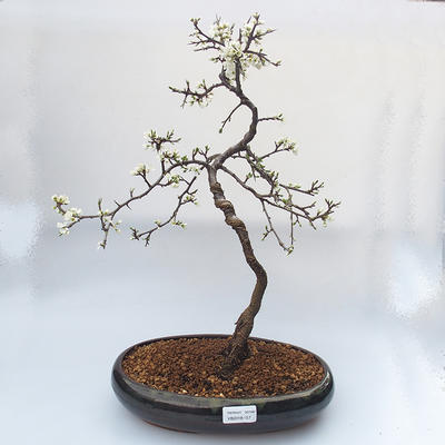 Outdoor bonsai - Prunus spinosa