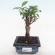 Kryty bonsai - Ficus retusa - ficus mały liść PB220157 - 1/2