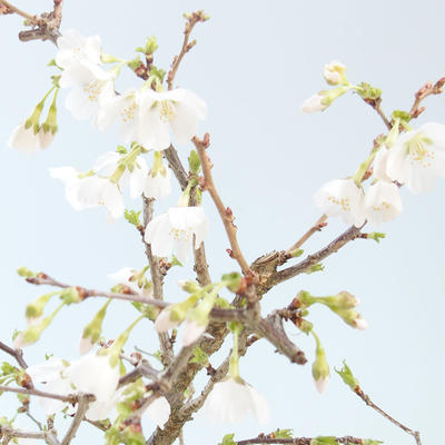 Outdoor bonsai - Prunus in Kojonno mai-Slivio - Śliwka VB2020-157 - 1
