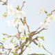 Outdoor bonsai - Prunus in Kojonno mai-Slivio - Śliwka VB2020-157 - 1/2