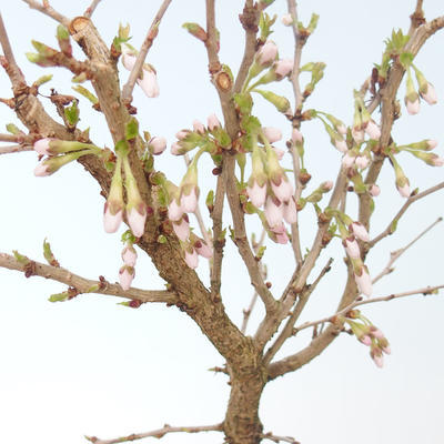 Outdoor bonsai - Prunus in Kojonno mai-Slivio - Śliwka VB2020-159 - 1