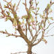 Outdoor bonsai - Prunus in Kojonno mai-Slivio - Śliwka VB2020-159 - 1/2