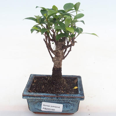 Kryty bonsai - Ficus retusa - ficus mały liść PB220160 - 1
