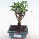 Kryty bonsai - Ficus retusa - ficus mały liść PB220160 - 1/2