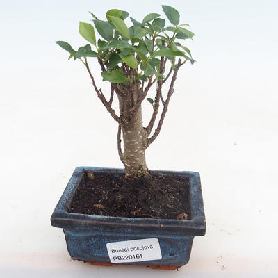 Kryty bonsai - Ficus retusa - ficus mały liść PB220161 - 1