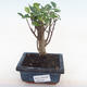 Kryty bonsai - Ficus retusa - ficus mały liść PB220161 - 1/2