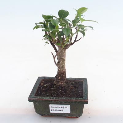 Kryty bonsai - Ficus retusa - ficus mały liść PB220163 - 1