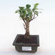 Kryty bonsai - Ficus retusa - ficus mały liść PB220163 - 1/2