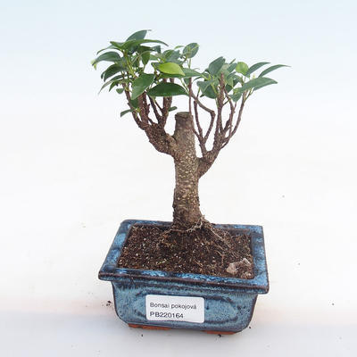 Kryty bonsai - Ficus retusa - ficus mały liść PB220164 - 1