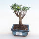 Kryty bonsai - Ficus retusa - ficus mały liść PB220164 - 1/2