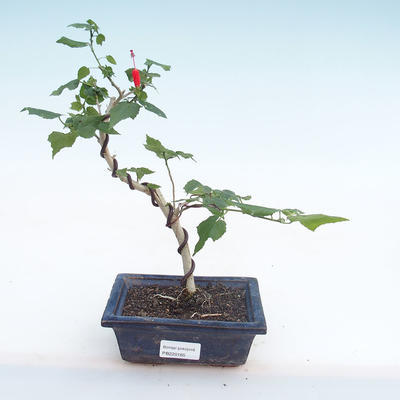 Kryty bonsai - hibiskus drobnokwiatowy PB220165 - 1
