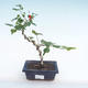 Kryty bonsai - hibiskus drobnokwiatowy PB220165 - 1/2