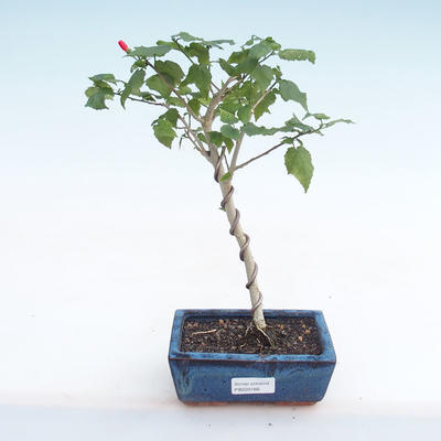 Kryty bonsai - hibiskus drobnokwiatowy PB220166 - 1