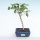 Kryty bonsai - hibiskus drobnokwiatowy PB220166 - 1/2