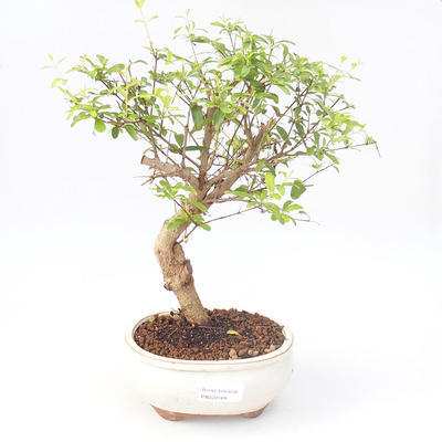 Kryty bonsai-PUNICA granatum nana-Pomegranate PB220168 - 1