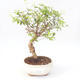 Kryty bonsai-PUNICA granatum nana-Pomegranate PB220168 - 1/3