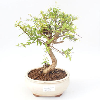 Kryty bonsai-PUNICA granatum nana-Pomegranate PB220170 - 1