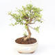 Kryty bonsai-PUNICA granatum nana-Pomegranate PB220170 - 1/3