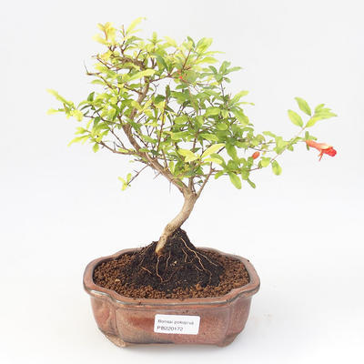 Kryty bonsai-PUNICA granatum nana-Pomegranate PB220172 - 1