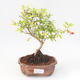 Kryty bonsai-PUNICA granatum nana-Pomegranate PB220172 - 1/3