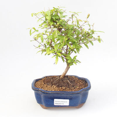 Kryty bonsai-PUNICA granatum nana-Pomegranate PB220173 - 1