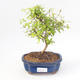 Kryty bonsai-PUNICA granatum nana-Pomegranate PB220173 - 1/3