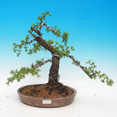 Outdoor bonsai -Lix decidua - Modrzew liściasty