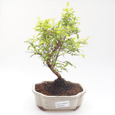 Kryty bonsai-PUNICA granatum nana-Pomegranate PB220200 - 1