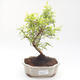 Kryty bonsai-PUNICA granatum nana-Pomegranate PB220200 - 1/3