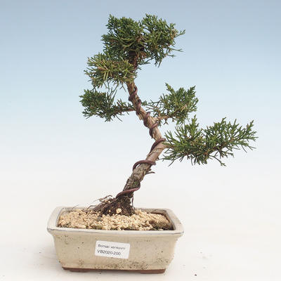 Outdoor bonsai - Juniperus chinensis - Jałowiec chiński VB-2020-200