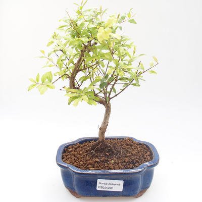 Kryty bonsai-PUNICA granatum nana-Pomegranate PB220201 - 1