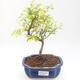 Kryty bonsai-PUNICA granatum nana-Pomegranate PB220201 - 1/3