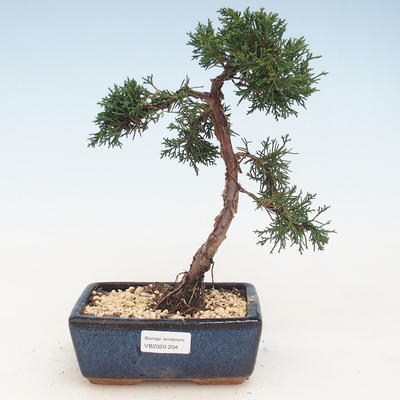 Outdoor bonsai - Juniperus chinensis - chiński jałowiec VB-2020-204