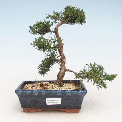 Outdoor bonsai - Juniperus chinensis - jałowiec chiński VB-2020-205