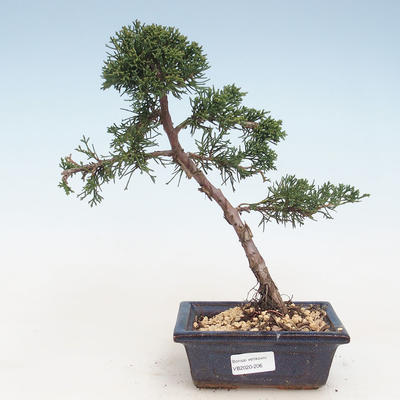 Outdoor bonsai - Juniperus chinensis - chiński jałowiec VB-2020-206