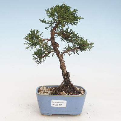 Outdoor bonsai - Juniperus chinensis - jałowiec chiński VB-2020-207