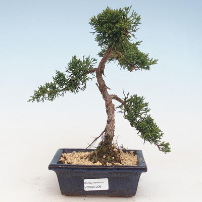 Outdoor bonsai - Juniperus chinensis - jałowiec chiński VB-2020-208