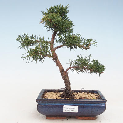 Outdoor bonsai - Juniperus chinensis - chiński jałowiec VB-2020-209
