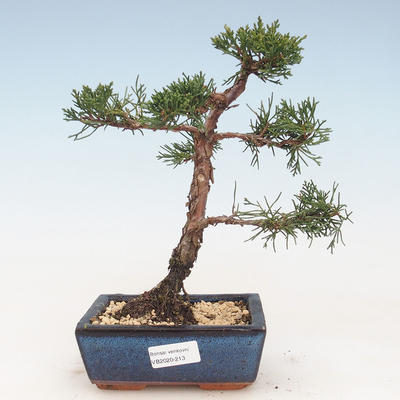 Outdoor bonsai - Juniperus chinensis - chiński jałowiec VB-2020-213