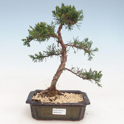 Outdoor bonsai - Juniperus chinensis - chiński jałowiec VB-2020-215
