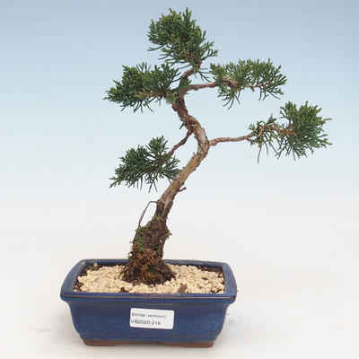 Outdoor bonsai - Juniperus chinensis - chiński jałowiec VB-2020-216