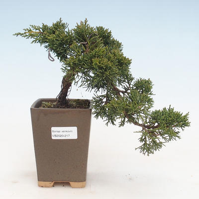 Outdoor bonsai - Juniperus chinensis - chiński jałowiec VB-2020-217