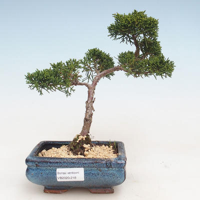 Outdoor bonsai - Juniperus chinensis - chiński jałowiec VB-2020-218