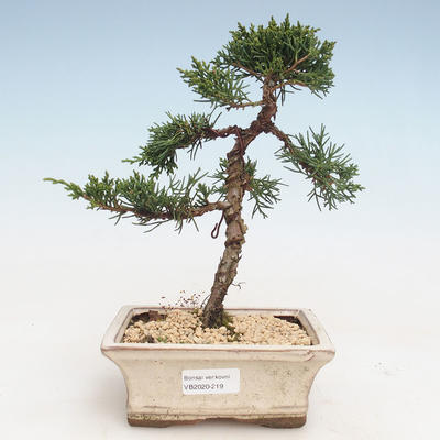 Outdoor bonsai - Juniperus chinensis - chiński jałowiec VB-2020-219