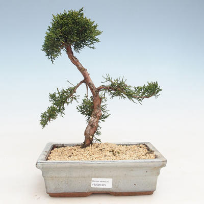 Outdoor bonsai - Juniperus chinensis - chiński jałowiec VB-2020-221