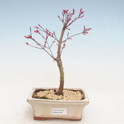 Outdoor bonsai - Klon palmatum DESHOJO - Klon japoński VB2020-222 - 1