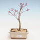 Outdoor bonsai - Klon palmatum DESHOJO - Klon japoński VB2020-222 - 1/3