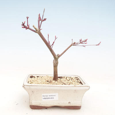 Outdoor bonsai - Klon palmatum DESHOJO - Klon japoński VB2020-223 - 1